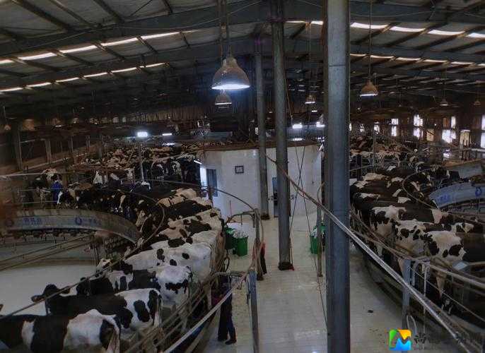 调教与创新的国产乳业：挤奶效率背后的科技崛起