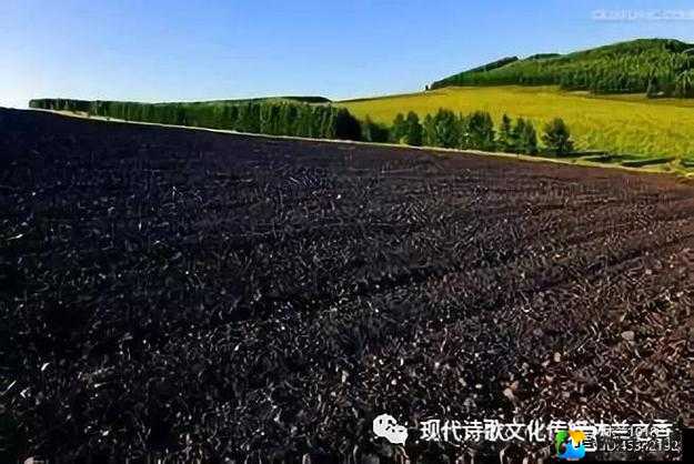 一捧黑土与喷水机的蜕变：守护自然的无声战役