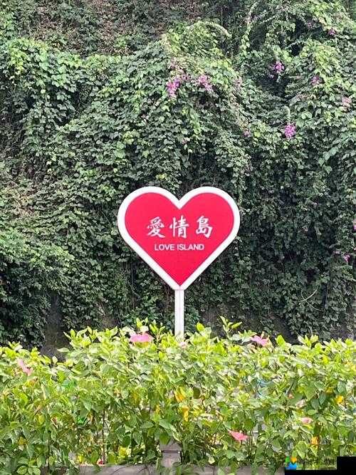 爱情岛论坛❤️永久入址在线｜年轻人的情感新港湾：如何在数字浪潮中找到真实的温暖