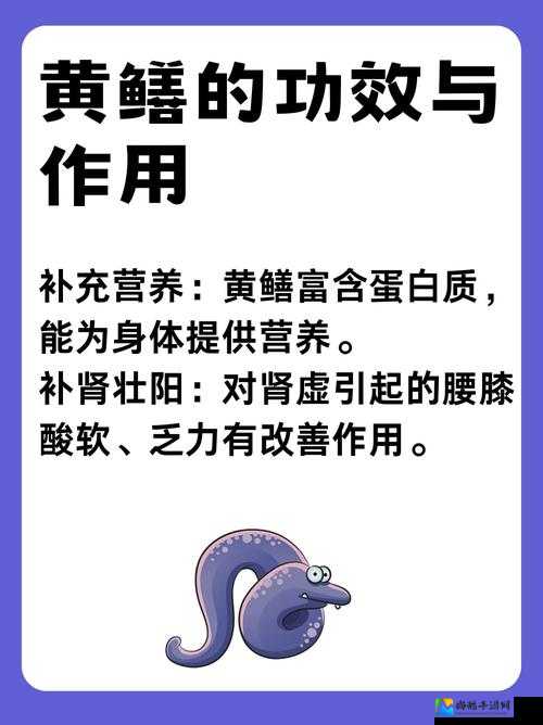 黄鳝背后真相大揭秘！健康食疗新宠竟暗藏这些惊人的秘密功效