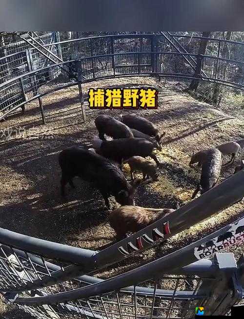 真野猪打法绝了！手残党狂喜的保姆级攻略速来围观