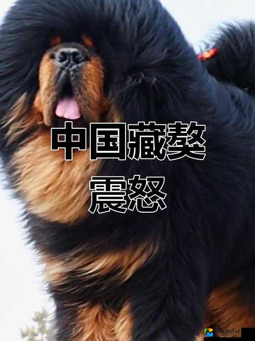 藏獒让我高潮了3次！当铁血猛兽遇见人类情感的震撼觉醒